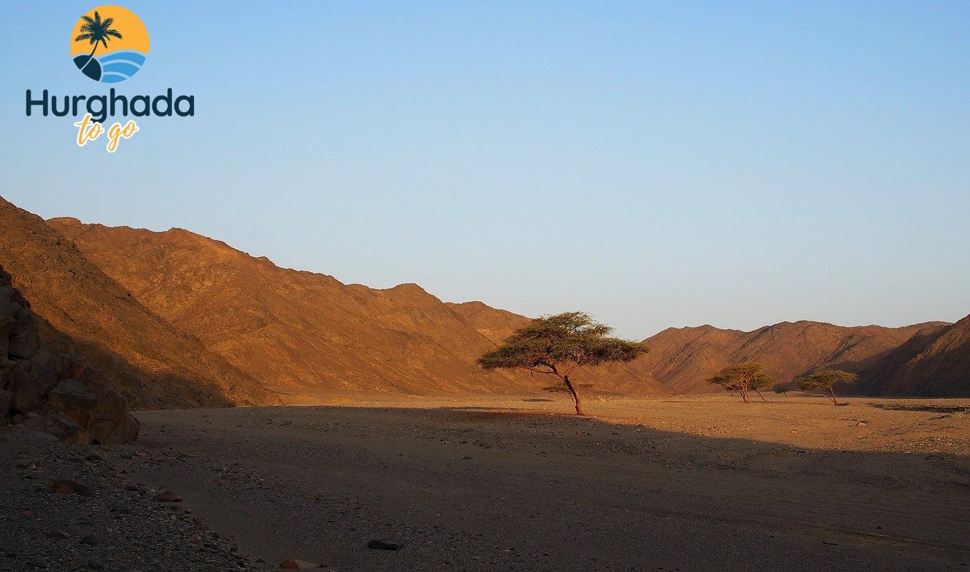 Hurghada to Wadi El Gemal National Park 2026 Hurghada to Wadi El Gemal National Park 2026 – A Journey into Egypt’s Hidden Wilderness