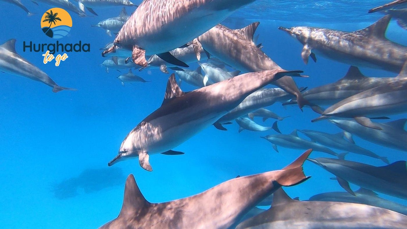 Dolphin House Trip in Hurghada 2026 Book online Chill Time – Sunbathe, Swim, or Just Enjoy the View