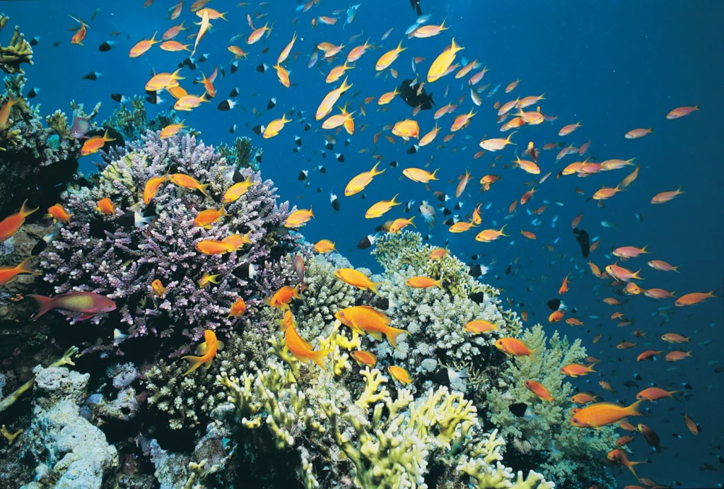 Al-Ghardaqah Red Sea coast of Egypt 2026 coral reef Red sea