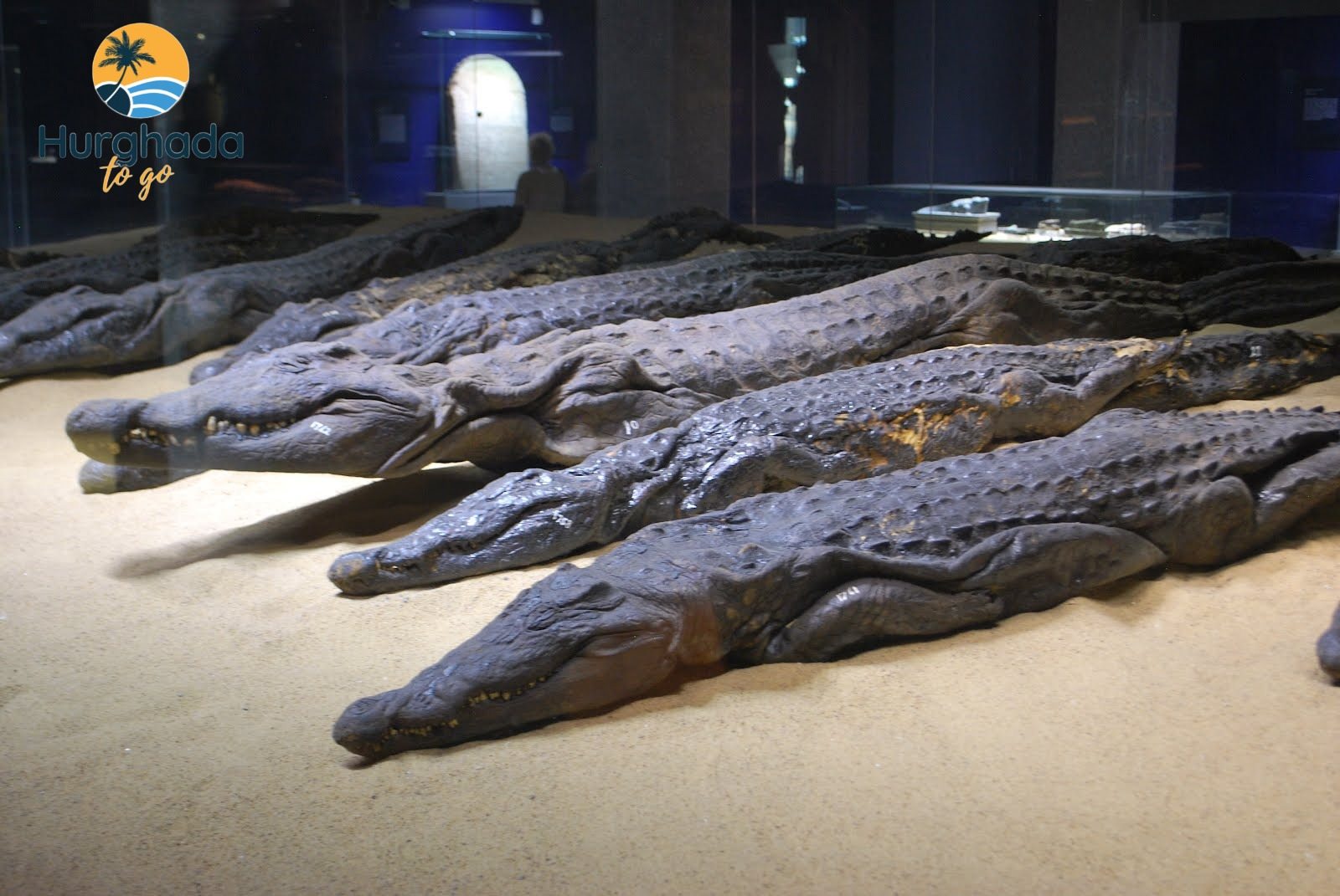 6-Day Nile Cruise: Luxor to Aswan with Felucca Ride Crocodile Museum