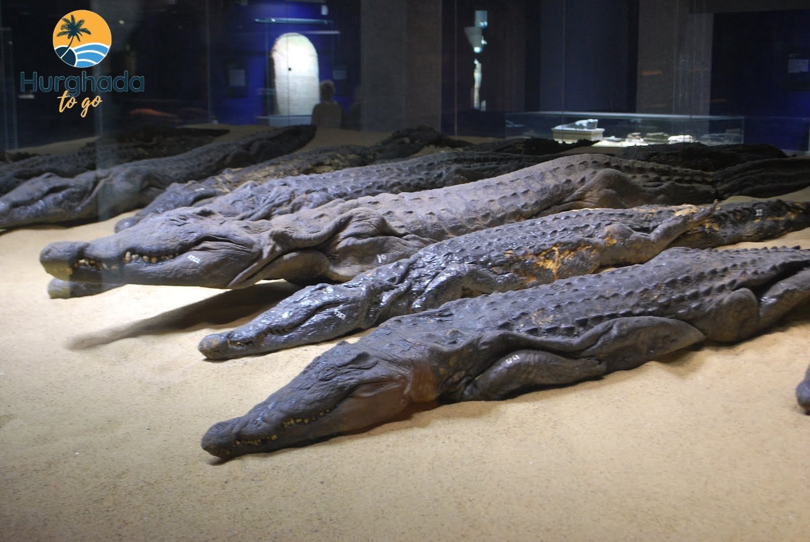 5-Day Luxor Aswan Nile Valley Immersion Tour 2026 Crocodile Museum