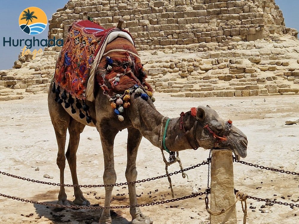 Private Day Trip to Cairo from El Gouna 2026