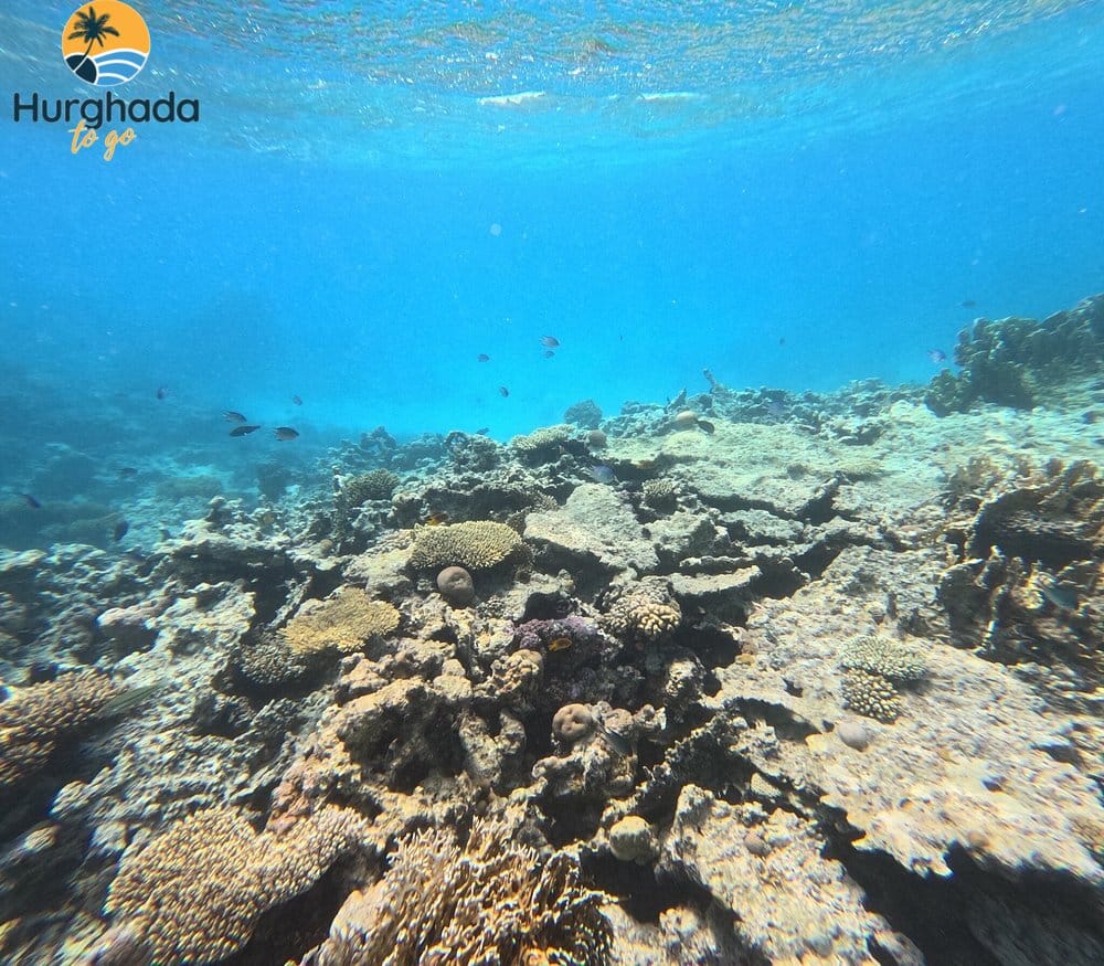Orange Bay Snorkeling Tour from Hurghada 2026