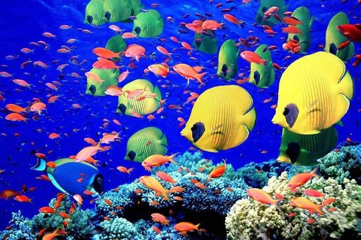 Red Sea Tourism