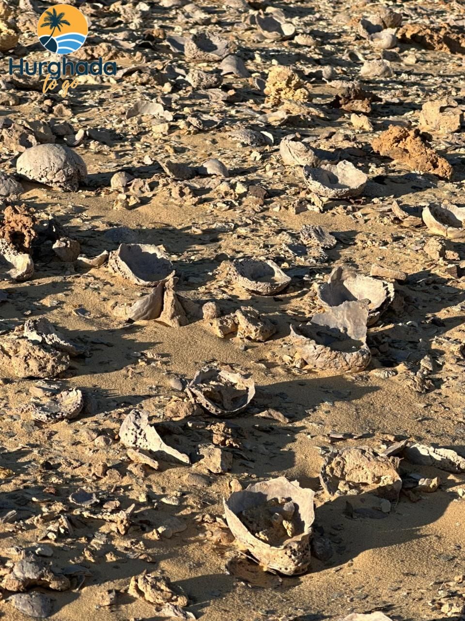 2 Nights 3 Days camping in white desert private tour