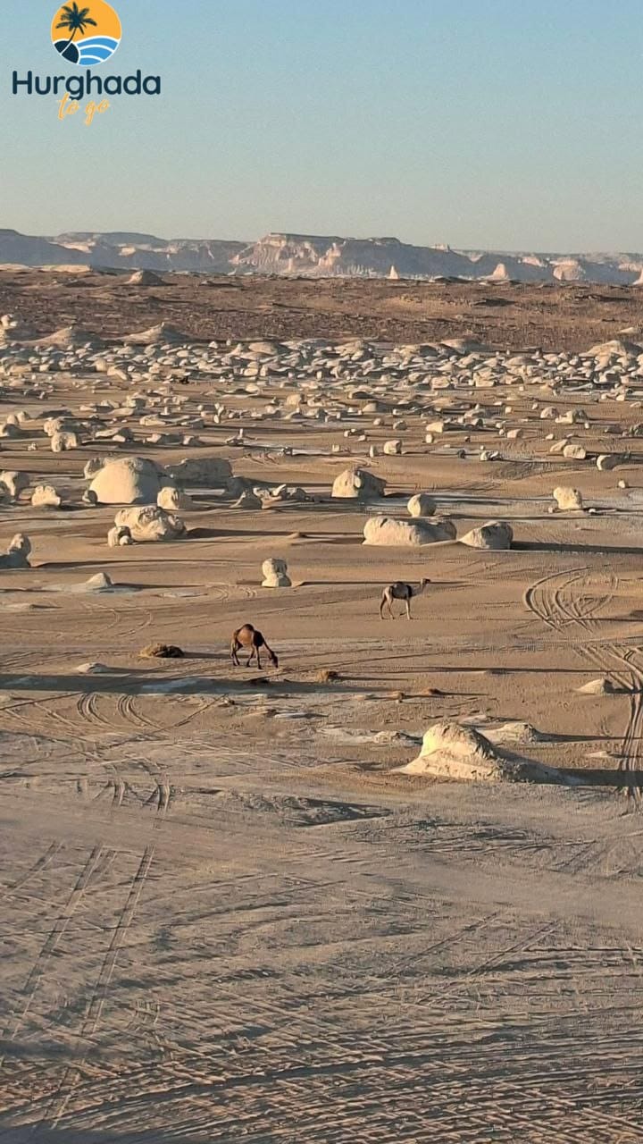 2 Nights 3 Days camping in white desert private tour