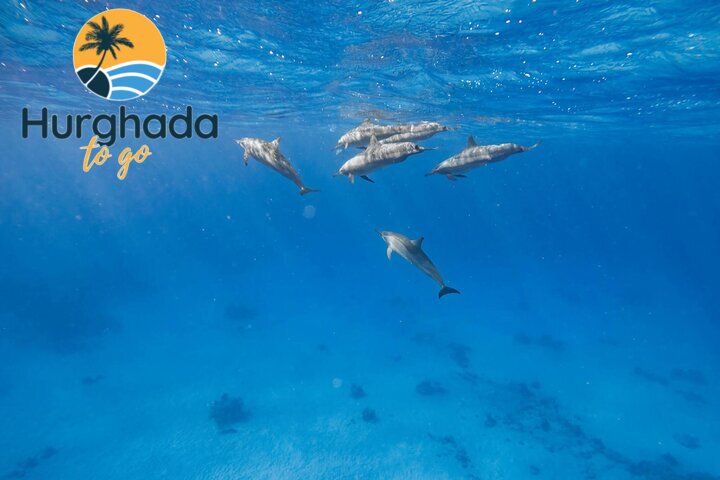 Hurghada Swimming with Dolphins Hurghada Swimming with Dolphins