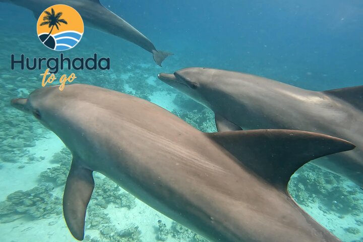 Hurghada Dolphin Show Tour