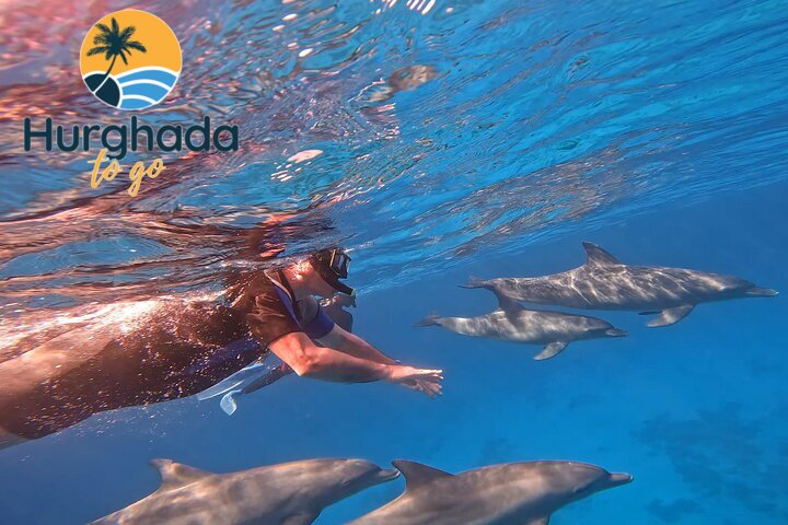 Hurghada Dolphin Show Tour