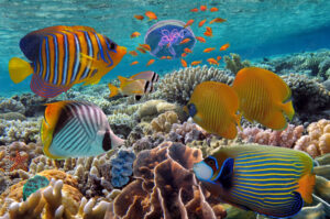 Coral Reef & Tropical Fish