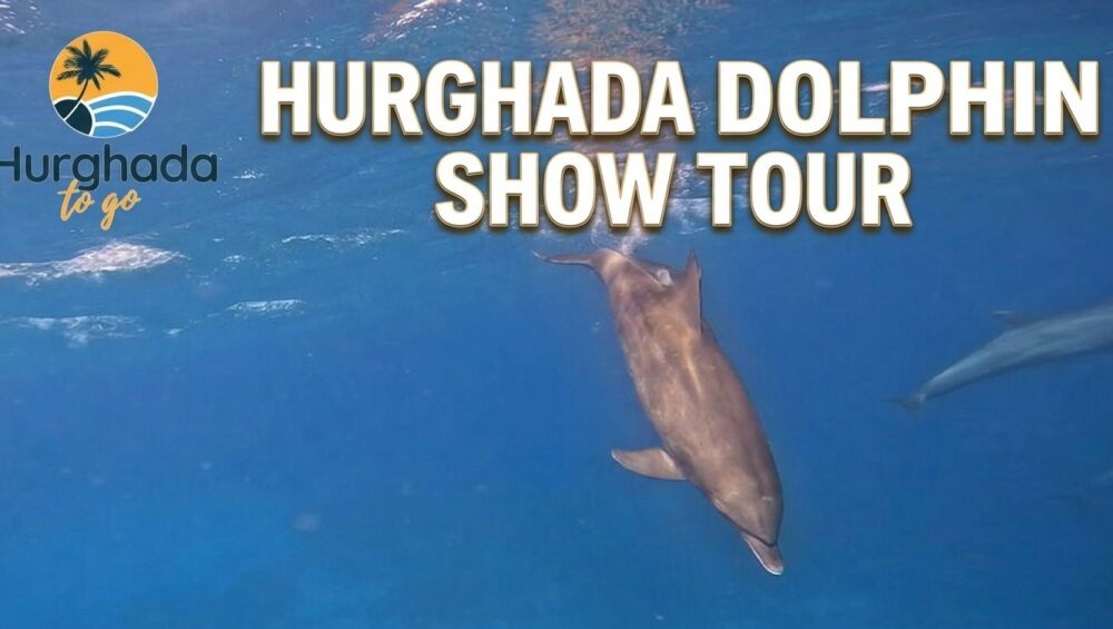 Hurghada Dolphin Show Tour