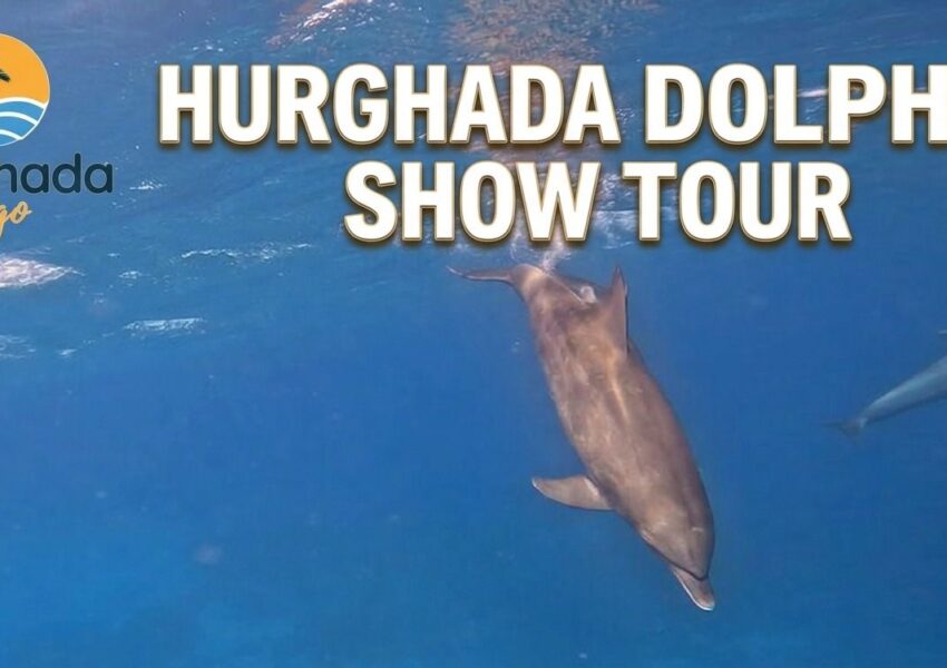 Hurghada Dolphin Show Tour