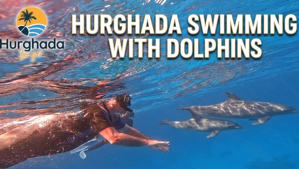 Hurghada Swimming with Dolphins Hurghada Swimming with Dolphins