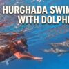 Hurghada Swimming with Dolphins
