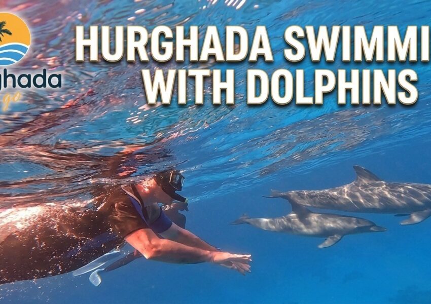 Hurghada Swimming with Dolphins