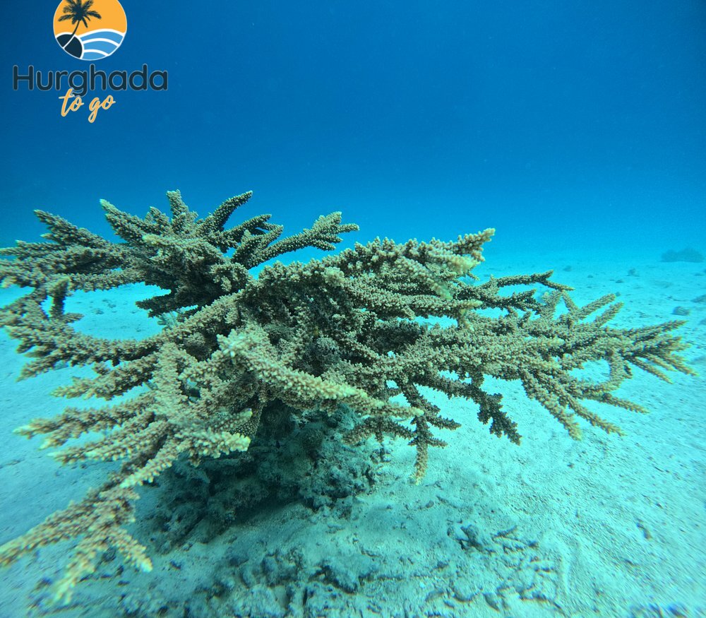Red Sea Egypt – Your Dream Dive Red Sea Egypt – Your Dream Dive