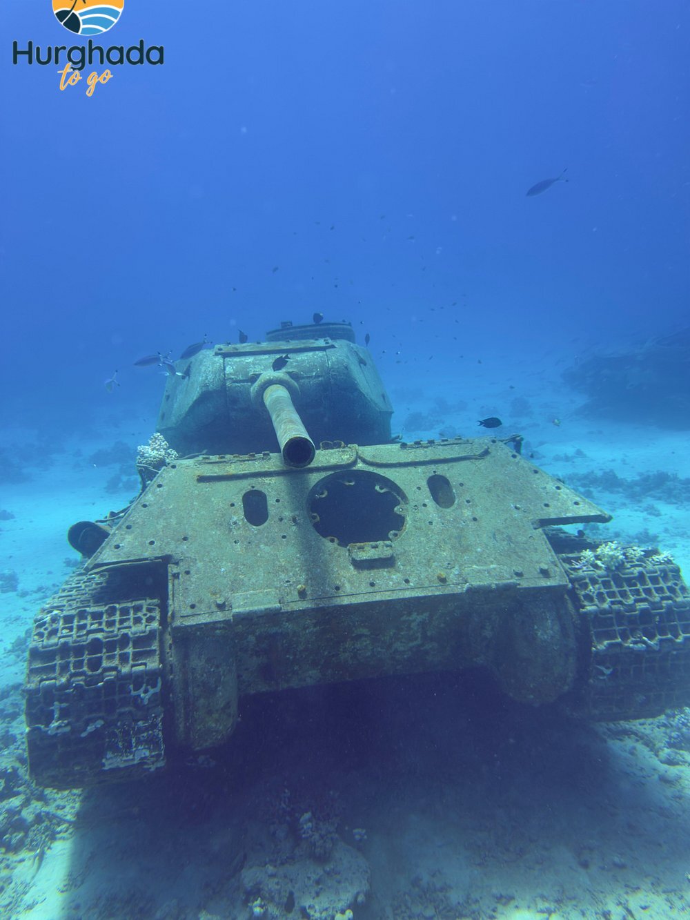 Red Sea Egypt – Your Dream Dive Red Sea Egypt – Your Dream Dive