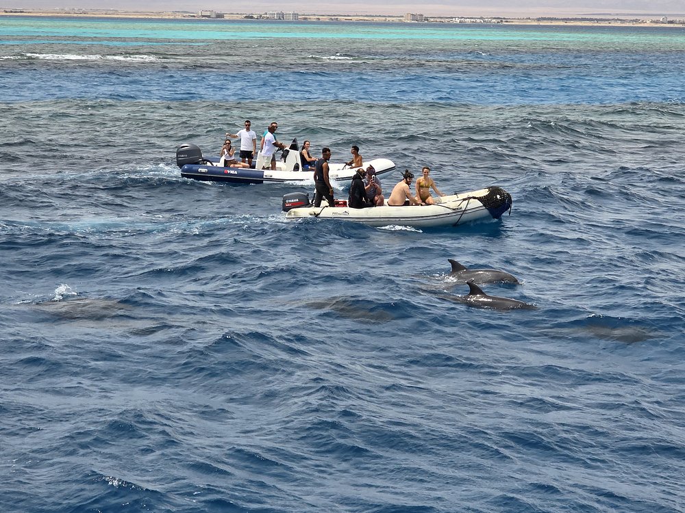 Hurghada Dolphin Show Tour