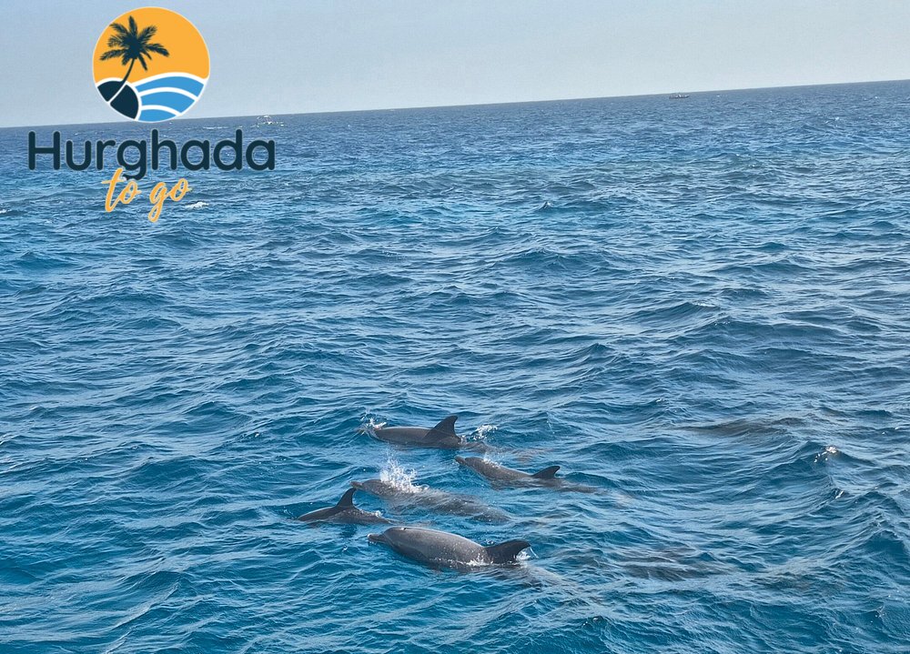 Hurghada Swimming with Dolphins Hurghada Swimming with Dolphins