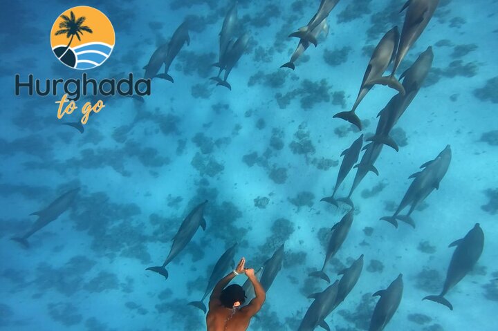Hurghada Dolphin Show Tour
