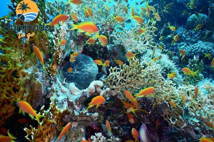 Red Sea Egypt – Your Dream Dive Red Sea Egypt – Your Dream Dive