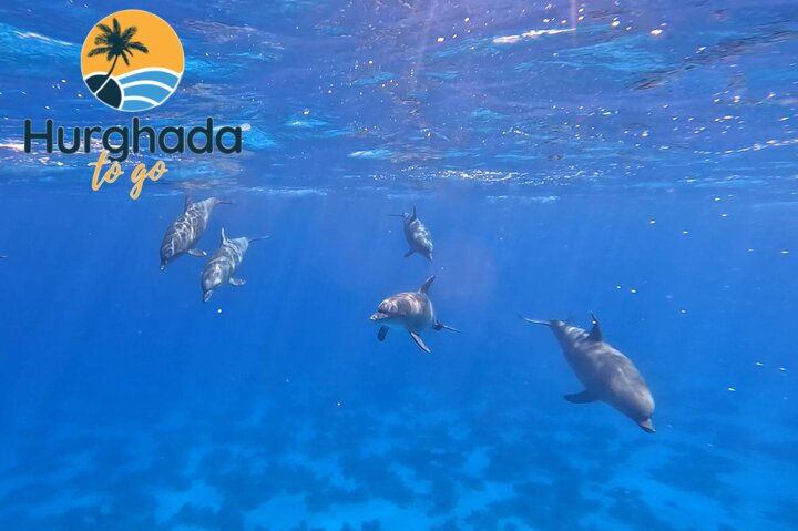 Hurghada Dolphin Show Tour