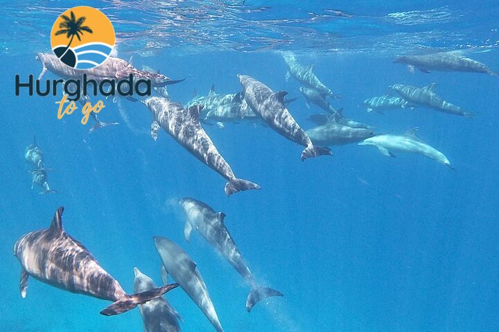 Hurghada Dolphin Show Tour