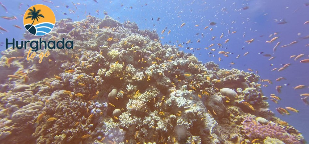 Nemo Island Hurghada Nemo Island Hurghada